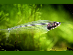 Glass Catfish